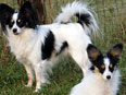 Bény et Gaïa - Les Épagneuls Nains Papillon de la Ferme du Krefft