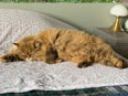 Chat Selkirk Rex