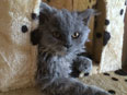 Chat Selkirk Rex