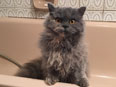 Chat Selkirk Rex