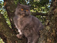 Chat Selkirk Rex