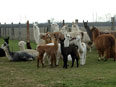 Lamas et alpagas de la Ferme du Krefft