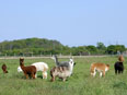 Lamas et alpagas de la Ferme du Krefft