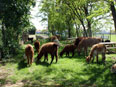 Lamas et alpagas de la Ferme du Krefft