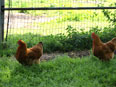 Les poules de la Ferme du Krefft