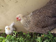 Les poules de la  Ferme du Krefft