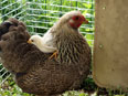 Les poules de la  Ferme du Krefft