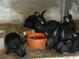 Les lapins de la Ferme du Krefft