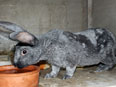 Les lapins de la Ferme du Krefft