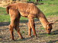 les lamas de la Ferme du Krefft