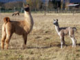 les lamas de la Ferme du Krefft