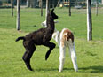 les lamas de la Ferme du Krefft