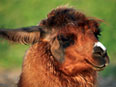 les lamas de la Ferme du Krefft