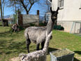 les lamas de la Ferme du Krefft