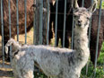 les lamas de la Ferme du Krefft