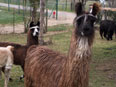 les lamas de la Ferme du Krefft