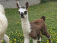 les lamas de la Ferme du Krefft