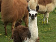 les lamas de la Ferme du Krefft