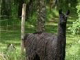 les lamas de la Ferme du Krefft