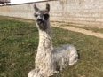 les lamas de la Ferme du Krefft