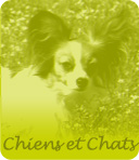 Les chiens et chats du Krefft