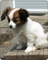 Chiot épagneul papillon nain